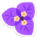 Purple bougainvillea