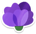 Purple carnation