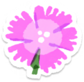 Pink dianthus