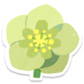 Green helleborus