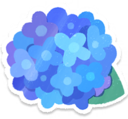 Blue hydrangea