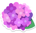 Purple-pink hydrangea
