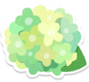 Green hydrangea