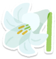 White lily