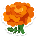 Orange marigold