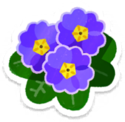 Purple primrose