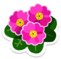 Pink primrose