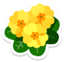 Yellow primrose