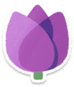 Purple tulip