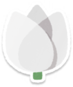 White tulip