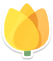 Yellow tulip