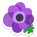 Purple windflower