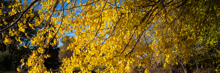 Yellow leaves