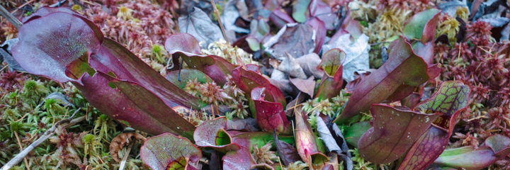 Pitcher plants in the bog
