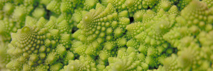Romanesco broccoli